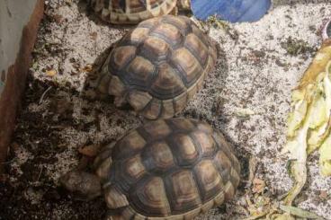 Landschildkröten kaufen und verkaufen Foto: Verkaufe Testudo marginata aus 2019