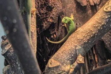 Geckos kaufen und verkaufen Photo: 3,3 Phelsuma quadriocellata quadriocellata Nachzuchten  