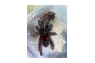 Spiders and Scorpions kaufen und verkaufen Photo: Adult males for sale C.VERSICOLOR
