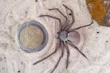 Spinnen und Skorpione kaufen und verkaufen Foto: x.x.x Hexophthalma hahni / Sicarius sp.