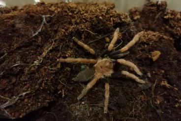 Spinnen und Skorpione kaufen und verkaufen Foto: Suche 1,0 Male Selenocosmia arndsti 1,0 Male Macrothele gigas