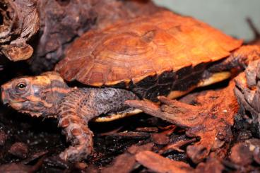Landschildkröten kaufen und verkaufen Foto: Geomydia Japonica adult male Landschildkröten kaufen und verkaufen Foto: Geomydia Japonica adult male