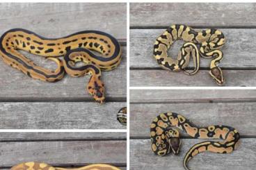 Königspythons kaufen und verkaufen Foto: Stolen ball pythons!! Please contact me if you have information