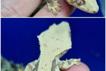 Geckos kaufen und verkaufen Foto: Lilly white crested gecko male 
