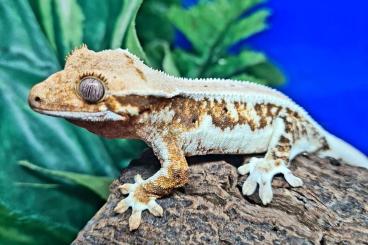 Geckos kaufen und verkaufen Photo: Crested gecko - lilly white and others morphs