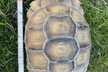 Landschildkröten kaufen und verkaufen Foto: 1.0 Spornschildkröte / Geochelone Sulcata Landschildkröten kaufen und verkaufen Foto: 1.0 Spornschildkröte / Geochelone Sulcata