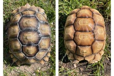 Tortoises kaufen und verkaufen Photo: 1.0.1 Spornschildkröte / Geochelone Sulcata Tortoises kaufen und verkaufen Photo: 1.0.1 Spornschildkröte / Geochelone Sulcata