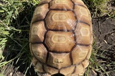 Landschildkröten kaufen und verkaufen Foto: 1.0.1 Spornschildkröte / Geochelone Sulcata Landschildkröten kaufen und verkaufen Foto: 1.0.1 Spornschildkröte / Geochelone Sulcata