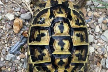 Tortoises kaufen und verkaufen Photo: 0.1 Testudo Hermanni Hermanni Tortoises kaufen und verkaufen Photo: 0.1 Testudo Hermanni Hermanni