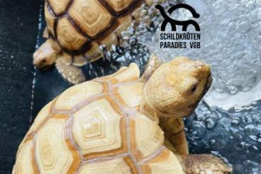 Landschildkröten kaufen und verkaufen Foto: 1-2 Ivory Sulcata / Spornschildkröten