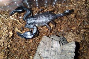 Scorpions kaufen und verkaufen Photo: Euscorpius/Alpiscorpius for sale 