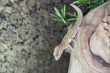 Geckos kaufen und verkaufen Foto: Paroedura picta (Großkopfgecko)