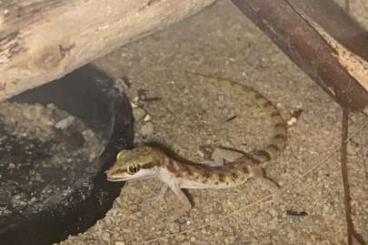 Geckos kaufen und verkaufen Photo: Triopocoletes Zwergwüstengeckos 