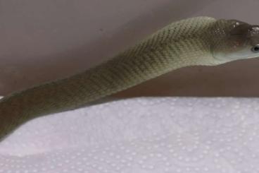 Venomous snakes kaufen und verkaufen Photo: Juvenile female Black Mamba (D. polylepis) Venomous snakes kaufen und verkaufen Photo: Juvenile female Black Mamba (D. polylepis)