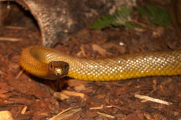 Giftschlangen kaufen und verkaufen Foto: Big male Inland Taipan (O. microlepidotus) Giftschlangen kaufen und verkaufen Foto: Big male Inland Taipan (O. microlepidotus)