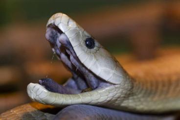 Venomous snakes kaufen und verkaufen Photo: Large Elapids: Black Mambas, Jameson's Mambas, Forest Cobras, Rinkhals Venomous snakes kaufen und verkaufen Photo: Large Elapids: Black Mambas, Jameson's Mambas, Forest Cobras, Rinkhals