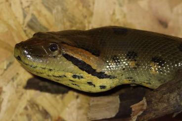 Boas kaufen und verkaufen Foto: Green Anacondas (Eunectes murinus) Boas kaufen und verkaufen Foto: Green Anacondas (Eunectes murinus)