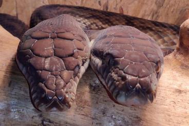 Pythons kaufen und verkaufen Photo: Amethystine Pythons, Reticulated Pythons, African Rock Pythons Pythons kaufen und verkaufen Photo: Amethystine Pythons, Reticulated Pythons, African Rock Pythons