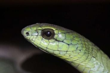 Giftschlangen kaufen und verkaufen Foto: Boomslang adult pair, Thelotornis adult pair Giftschlangen kaufen und verkaufen Foto: Boomslang adult pair, Thelotornis adult pair