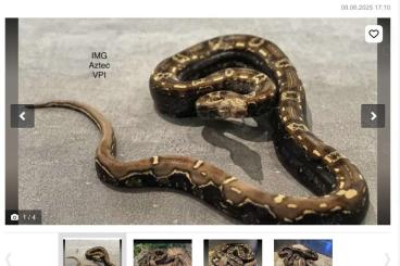 Boas kaufen und verkaufen Foto: Boa aus aus Hobby Zucht Boa constrictor Boas kaufen und verkaufen Foto: Boa aus aus Hobby Zucht Boa constrictor