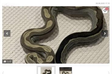 Boas kaufen und verkaufen Foto: Boa aus aus Hobby Zucht Boa constrictor Boas kaufen und verkaufen Foto: Boa aus aus Hobby Zucht Boa constrictor
