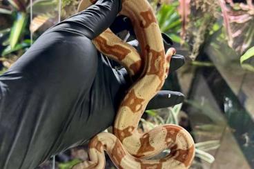 Boas kaufen und verkaufen Foto: VPI Boas aus Zucht von 2021 Boas kaufen und verkaufen Foto: VPI Boas aus Zucht von 2021