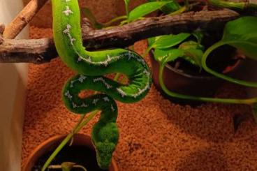 Boas kaufen und verkaufen Foto: Corallus batesii