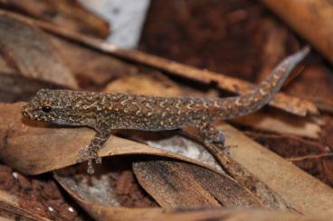 Geckos kaufen und verkaufen Foto: Looking for male or pair lygodactylus arnoulti 