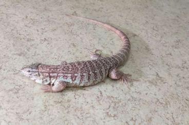 Echsen  kaufen und verkaufen Foto: Red Tegu (High White/Purple) cb20 1.0