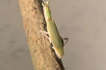 Insects kaufen und verkaufen Photo: Pseudoharpax virescens adult