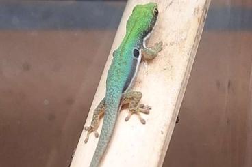 Geckos kaufen und verkaufen Foto: Verschiedene Phelsumen NZ 