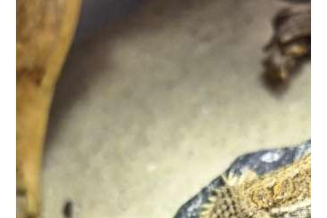 Agamen kaufen und verkaufen Foto: 0.0.3 Xenagama taylori NZ 24 Agamen kaufen und verkaufen Foto: 0.0.3 Xenagama taylori NZ 24
