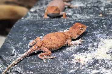 Agamen kaufen und verkaufen Foto: Australische Taubagamen - Tympanocryptis centralis Agamen kaufen und verkaufen Foto: Australische Taubagamen - Tympanocryptis centralis