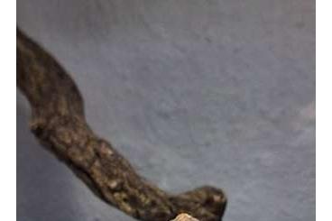 Agamen kaufen und verkaufen Foto: 2.2 Xenagama taylori - Biberschwanzagamen Agamen kaufen und verkaufen Foto: 2.2 Xenagama taylori - Biberschwanzagamen
