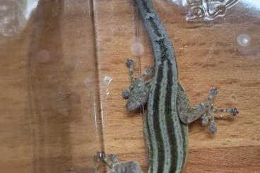 Geckos kaufen und verkaufen Foto: 3.0.0 Lygodactylus kimhowelli - Streifenzwerggecko Geckos kaufen und verkaufen Foto: 3.0.0 Lygodactylus kimhowelli - Streifenzwerggecko
