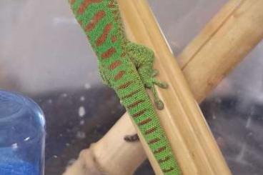 Geckos kaufen und verkaufen Foto: Jungtier Phelsuma grandis NZ 2024 Geckos kaufen und verkaufen Foto: Jungtier Phelsuma grandis NZ 2024