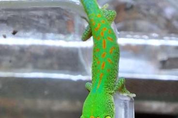 Geckos kaufen und verkaufen Foto: Jungtiere Phelsuma pasteuri NZ 2025 Geckos kaufen und verkaufen Foto: Jungtiere Phelsuma pasteuri NZ 2025