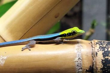 Geckos kaufen und verkaufen Photo: Phelsuma klemmeri NZ 2025 Geckos kaufen und verkaufen Photo: Phelsuma klemmeri NZ 2025