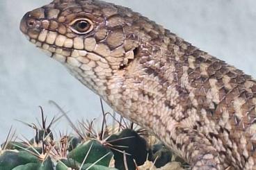 Skinks kaufen und verkaufen Photo: 1.1 Egernia stokesii NZ 2024 Skinks kaufen und verkaufen Photo: 1.1 Egernia stokesii NZ 2024