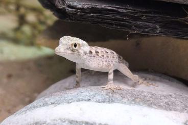 Geckos kaufen und verkaufen Photo: 0.0.2 Pristurus carteri masirah aus NZ Anfang 2025 Geckos kaufen und verkaufen Photo: 0.0.2 Pristurus carteri masirah aus NZ Anfang 2025