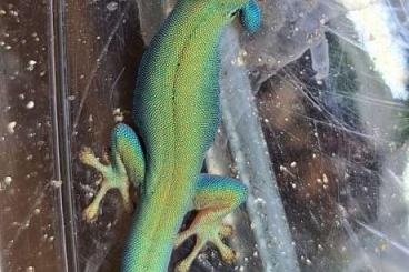 Lizards kaufen und verkaufen Photo: Nachzuchten Phelsuma/Lygodactylus/Egernia/Lepidodactylus/Tympanocrypti Lizards kaufen und verkaufen Photo: Nachzuchten Phelsuma/Lygodactylus/Egernia/Lepidodactylus/Tympanocrypti