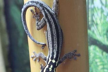 Geckos kaufen und verkaufen Photo: 2.0.0 Lygodactylus kimhowelli NZ 2024
