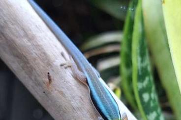 Geckos kaufen und verkaufen Foto: Phelsuma klemmeri NZ 2025 Geckos kaufen und verkaufen Foto: Phelsuma klemmeri NZ 2025