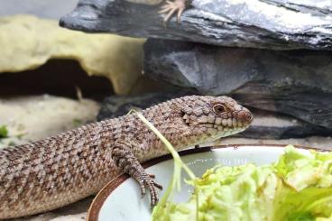 Skinke kaufen und verkaufen Photo: 1.1 Egernia stokesii NZ 2024