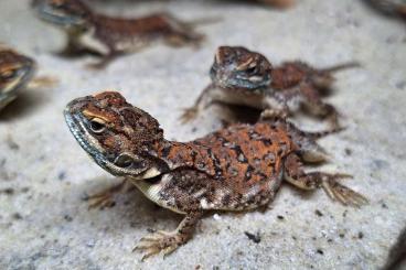 Agamen kaufen und verkaufen Photo: 8 Xenagama taylori- Biberschwanzagamen 
