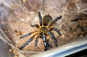 Vogelspinnen kaufen und verkaufen Foto: H Pulchripes , Divercipes Vogelspinnen Chromatopelma DNZ Vogelspinnen kaufen und verkaufen Foto: H Pulchripes , Divercipes Vogelspinnen Chromatopelma DNZ