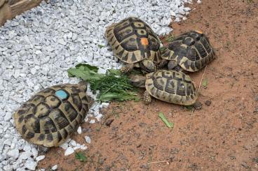Landschildkröten kaufen und verkaufen Foto: Testudo Hermanni hercegovinensis THB Zuchtgruppe 0.3