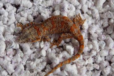 Geckos kaufen und verkaufen Foto: Crested geckos and gargoyle geckos for Hamm!