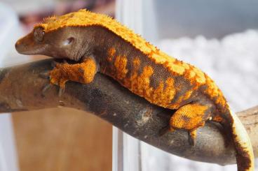 Geckos kaufen und verkaufen Photo: Crested geckos and gargoyle geckos !