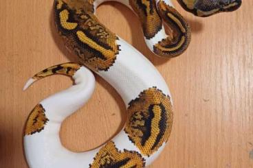 Königspythons kaufen und verkaufen Photo: 1.1 YellowBellyPied von 07.2024
